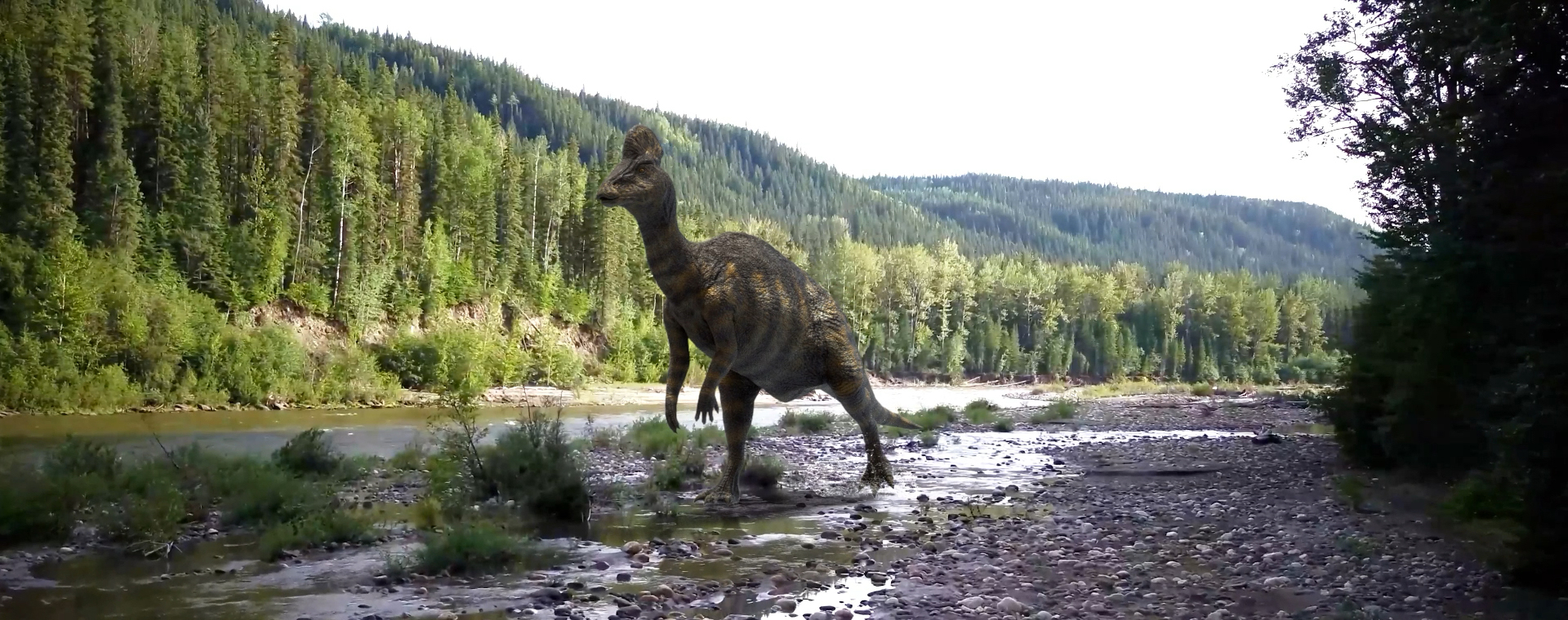 A yellow and green Corythosaurus walks on two feet along a muddy river’s edge strewn with rocks. The river runs through a forested valley.